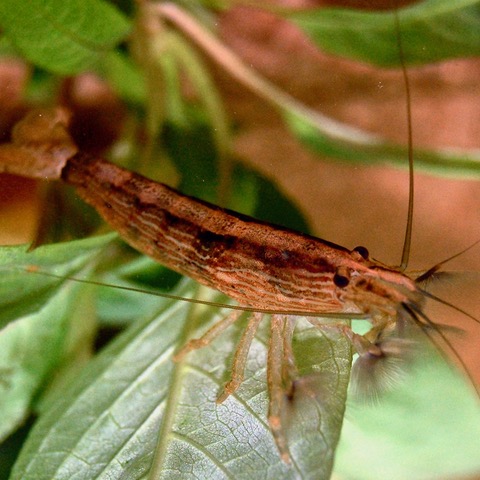 Atyopsis moluccensis   Moluksegarnaal M